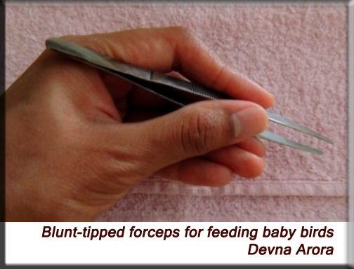 Devna Arora - Blunt-tipped forceps for feeding baby birds
